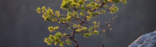 GROW with SAP: How Companies Can Borrow 50 Years of ERP Experience Without Hiring a Consultant