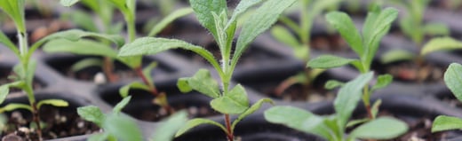 What Is the SAP Green Ledger?